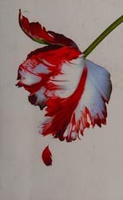 New Moon (Twilight, #2)